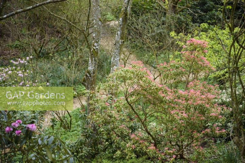 Pieris avec de nouvelles feuilles dans le jardin boisé au jardin de Broadleas dans le Wiltshire en avril