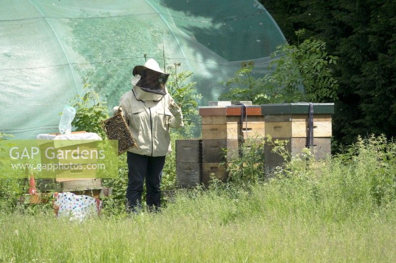 Apiculteur avec nid d'abeille devant les ruches.