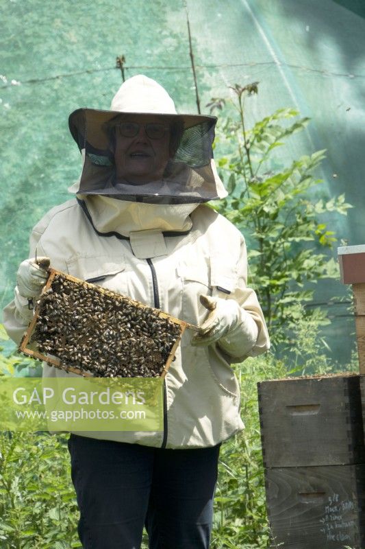Apiculteur montrant un nid d'abeilles avec une colonie d'abeilles devant les ruches.