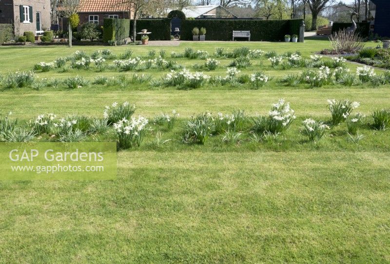 Des rangées de narcisses blancs plantés dans la pelouse.