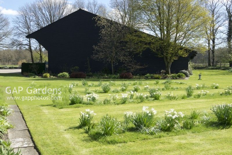 Rangées de narcisses blancs plantés dans la pelouse devant la grange noire.