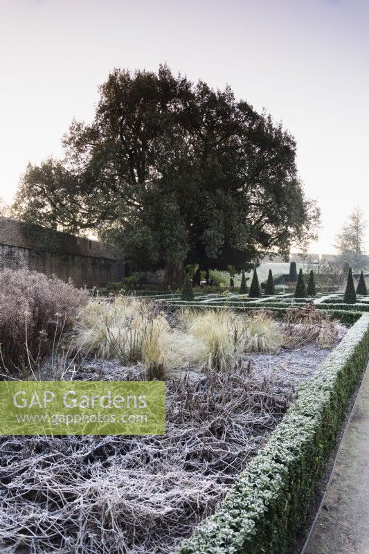 Le jardin est du Bishop's Palace Garden à Wells un matin de janvier, avec des haies à feuilles persistantes d'Euonymus japonicus 'Green Spire'.