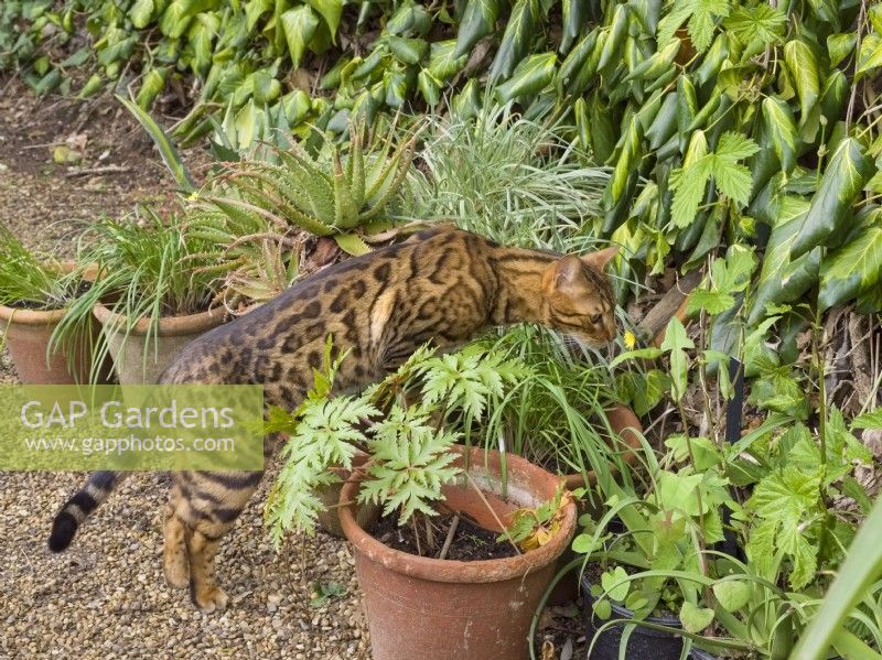 Chasse au chat bengal dans le jardin