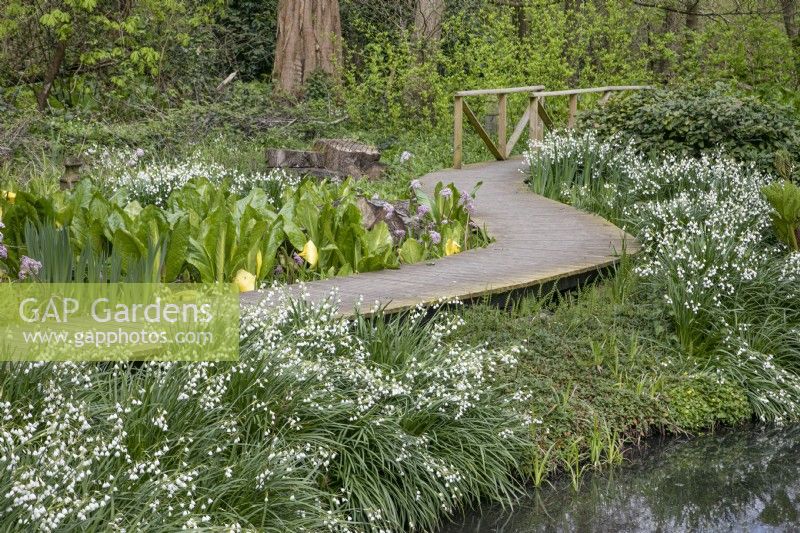 Leucojum vernum bordant l'étang et la promenade du jardin botanique de Winterbourne - avril