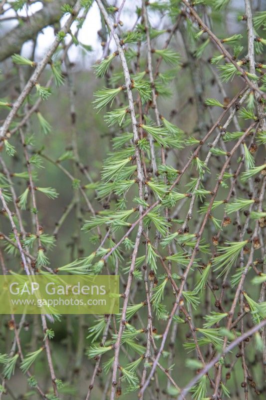 Larix kaempferi 'Pendula' au jardin botanique de Winterbourne