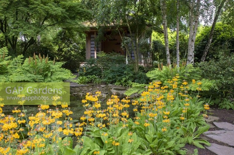 Primula bulleyana dans le jardin Stroll à Morton Hall Gardens avec un étang, une maison de thé et un chemin de pierre.