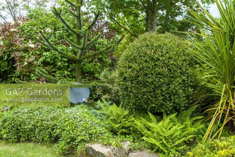 Plat de télévision numérique dans le parterre de jardin à la base d'Araucaria araucana - Monkey Puzzle Tree - avec arbustes, fougères et couvre-sol - Journée des jardins ouverts, East Bergholt, Suffolk