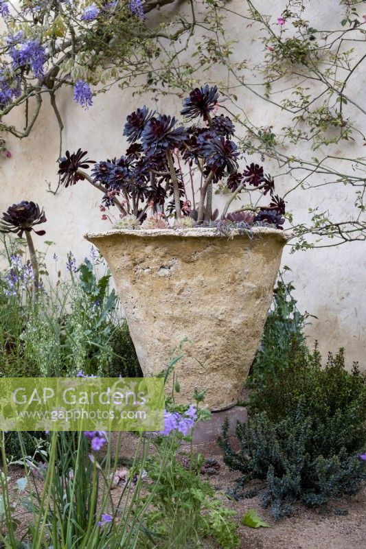Aeonium schwarzkopf poussant dans une jardinière faite à la main. The Nurture Landscapes Garden - Gold winner/Chelsea 2023. Designer : Sarah Price