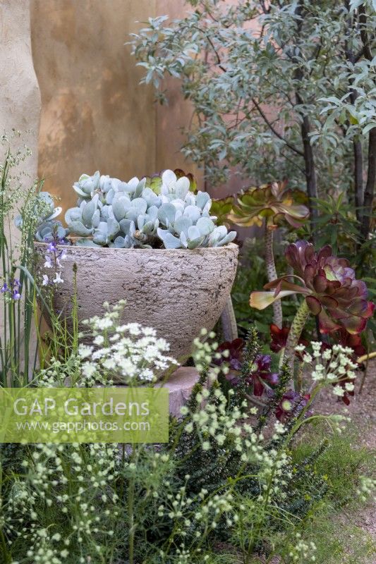Une jardinière pleine de Cotyledon orbiculata 'Cedric Morris', dans The Nurture Landscapes Garden/gold winner Chelsea 2023. Designer : Sarah Price