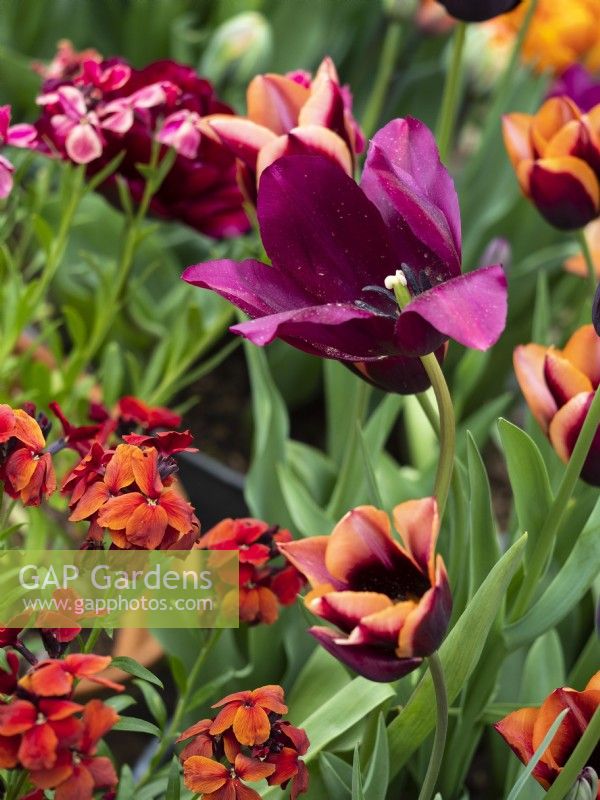 Mélange de tulipes et de giroflées aux couleurs vives - Mai