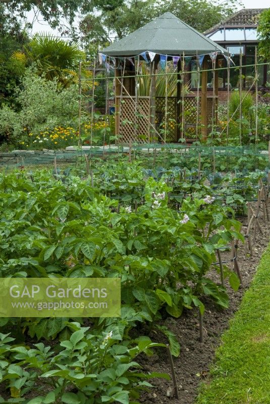 Potager avec des rangées de pommes de terre, haricots et autres cultures avec gazebo au-delà - Open Gardens Day, Copdock, Suffolk