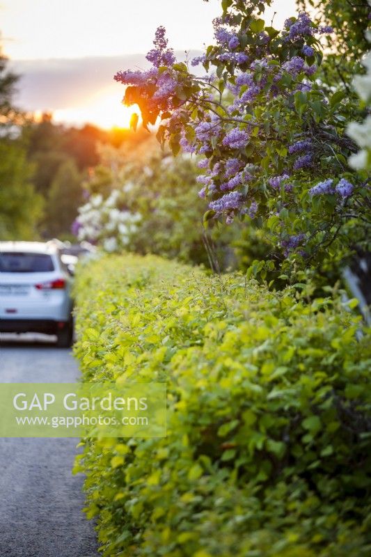 longue couverture verte de printemps au coucher du soleil avec une voiture garée et des lilas violets