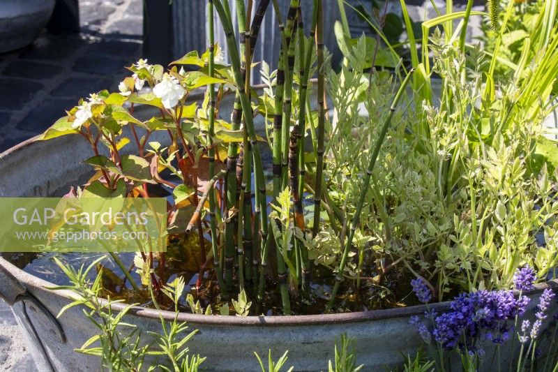 Étang dans un bac en étain recyclé - Beautiful Flowerbeds - Thornton's Growing and Living The Love Yourself and Nature Retreat - BBC Gardeners' World Live 2023 - Designer Ben Thornton