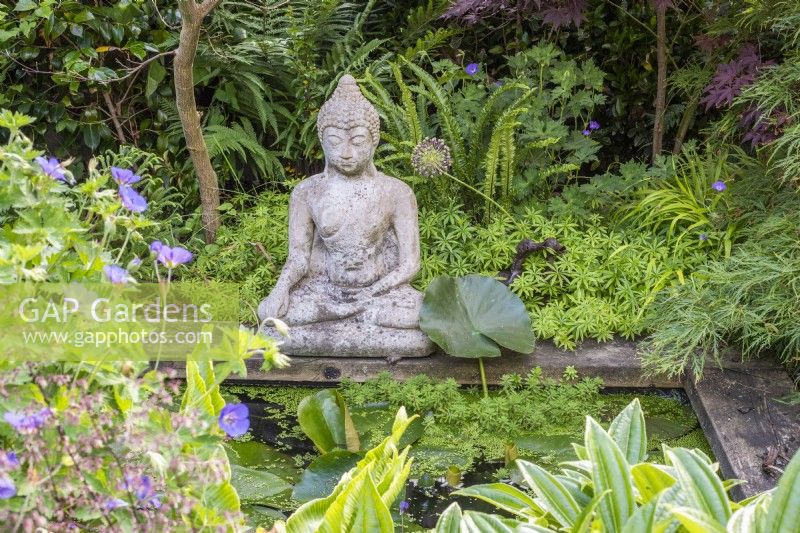 Petite piscine formelle avec nénuphars ; Bouddha en pierre et bordé d'Acers, plantes persistantes et aimant l'ombre