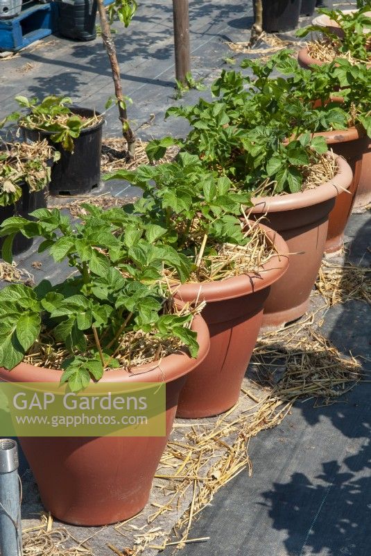 Solanum tuberosum - Pommes de terre poussant dans des pots avec de la paille pour la protection contre le gel - Journée jardins ouverts, Shelfanger, Norfolk