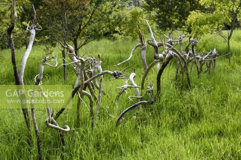 Disposition des racines d'échium dans un jardin de Cornouailles en mai