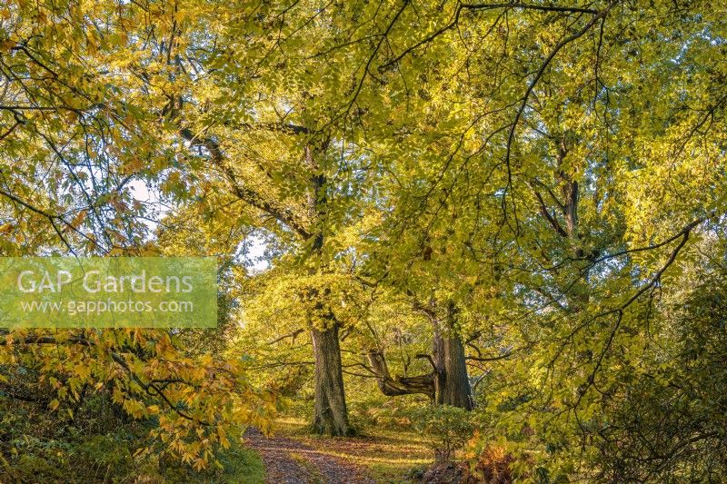 Avis d'arbres à feuilles caduques dans la couleur des feuilles d'automne dans un jardin boisé - octobre