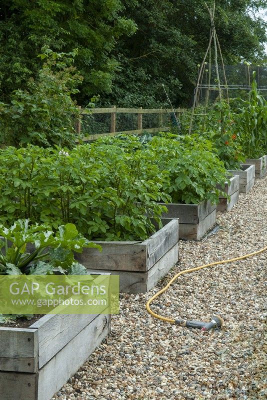 Frontières de légumes surélevées, y compris Courgettes, Solanum tuberosum et Phaseolus coccineus avec chemin de galets et tuyau d'arrosage - Journée des jardins ouverts, Worlingworth, Suffolk