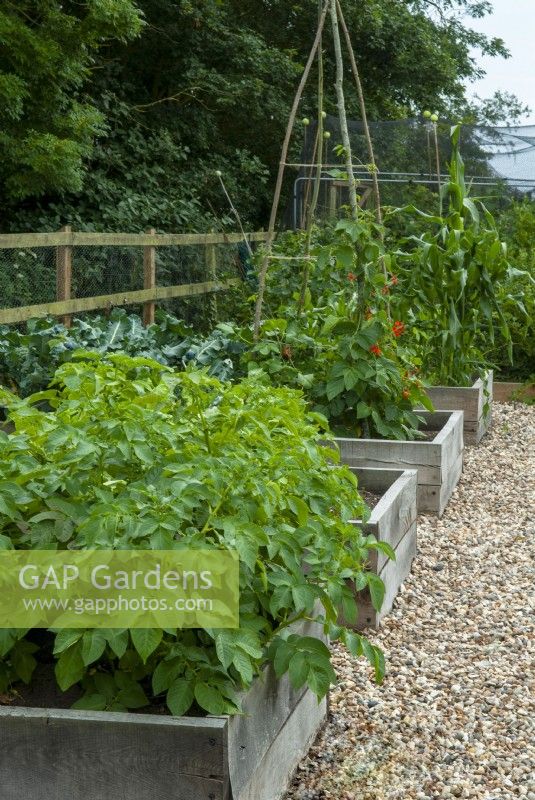 Frontières de légumes surélevées, y compris Solanum tuberosum, Brassicas, Phaseolus coccineus et Zea mays convar avec chemin de galets - Journée des jardins ouverts, Worlingworth, Suffolk