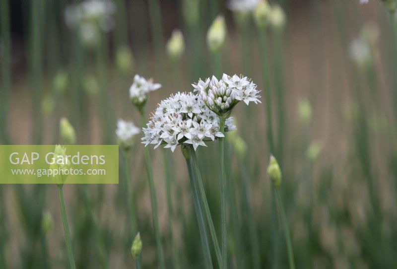 Allium tuberosum - Ail ciboulette