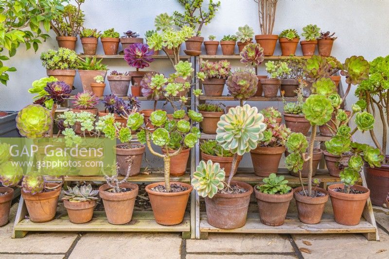 Exposition d'espèces et de variétés d'Aeonium en pots sur une scène en bois sur une terrasse