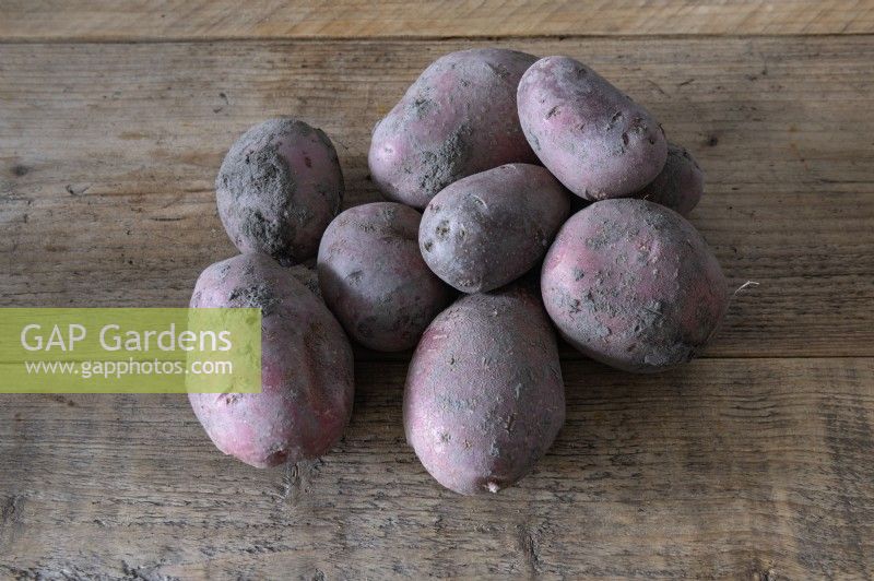 Pomme de terre Solanum tuberosum 'Alouette'