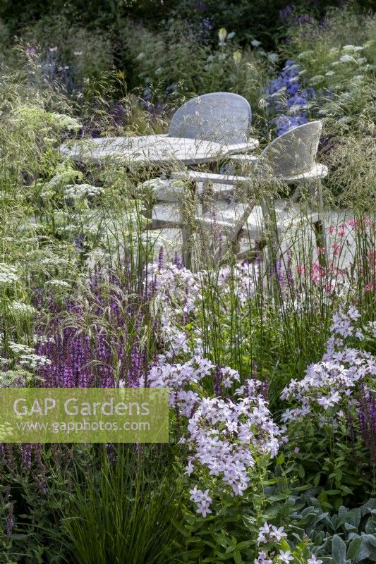 Campanula lactiflora 'Loddon Anna' and  Salvia 'Amethyst' growing amongst Deschampsia cespitosa 'Goldschleier' that surrounds the garden table on the RHS Iconic Horticultural Hero Garden designed by: Carol klein RHS Iconic Horticultural Hero Garden designed by: Carol Klein