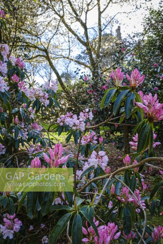 Rhododendron dans un jardin boisé, au début du printemps