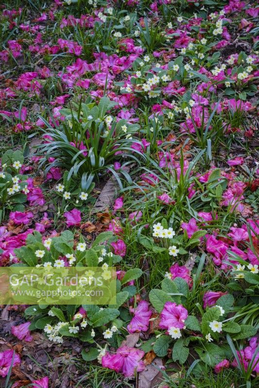 Pétales de rhododendrons tombés d'un arbre et tapissant le sol de primevères, au début du printemps