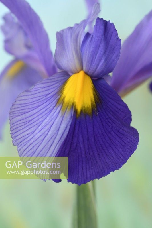 Iris 'Pink Panther' fleur d'iris hollandais avec division de deux couleurs juin