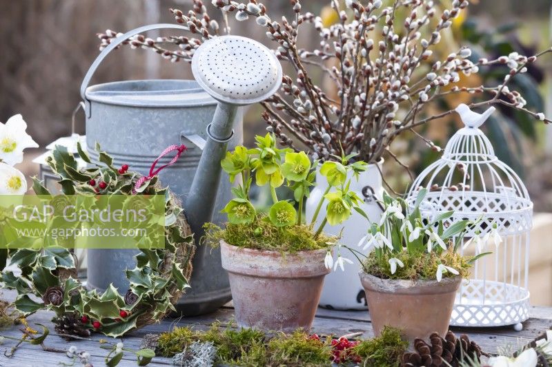 Composition hivernale avec un bouquet de saule dans un pot de lait, une couronne composée de feuillages et de cônes de houx, un Helleborus odorus en pot et des perce-neige.