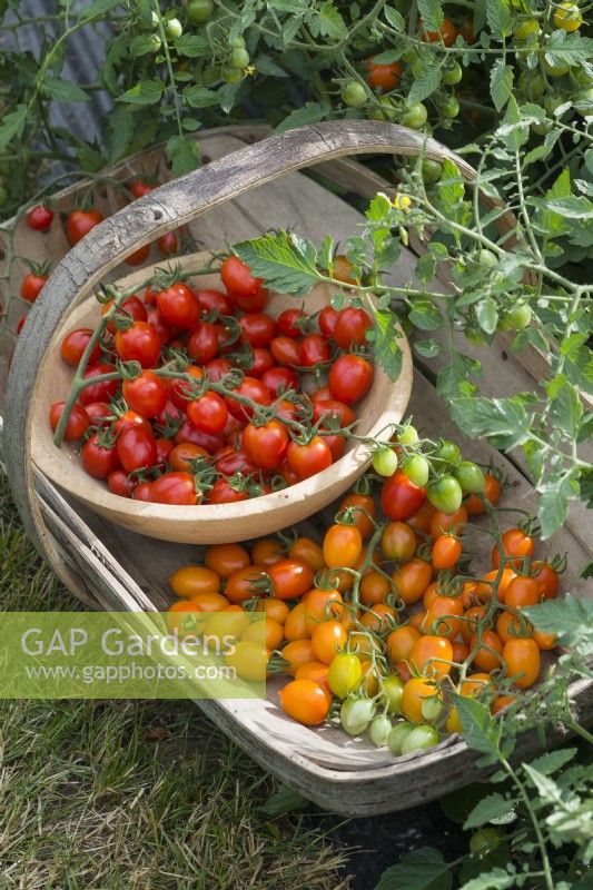 Tomates 'Orangello F1' et 'Romello F1'. Récolte de petites tomates italiennes cultivées en extérieur. Août