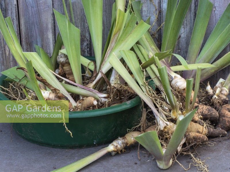 Soulever et diviser les rhizomes de l'iris barbu - Plantes préparées prêtes à être replantées