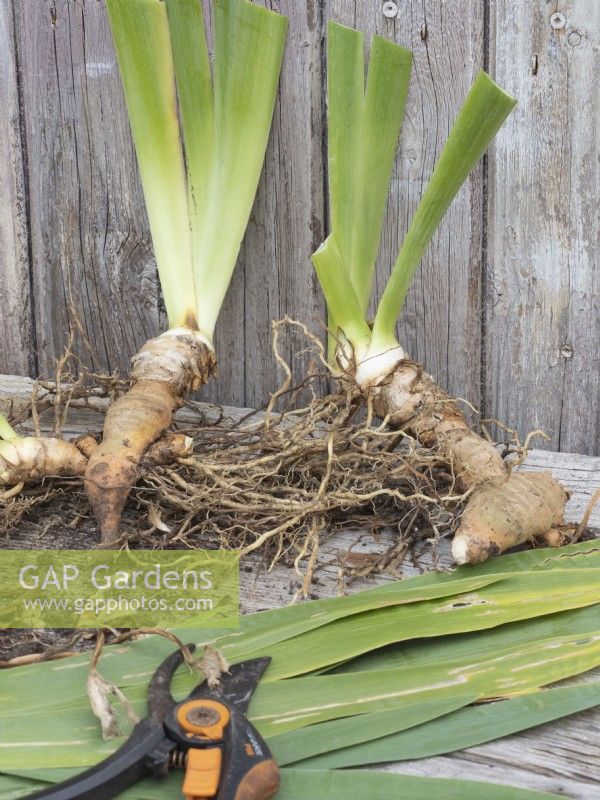 Préparation de rhizomes d'iris barbus divisés pour la replantation - tailler les feuilles
