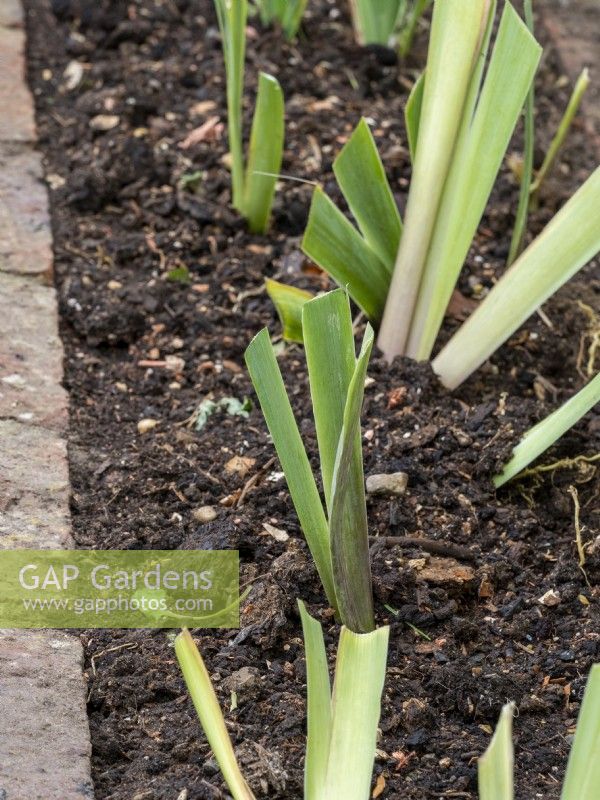 Préparation de rhizomes d'iris barbus divisés montrant des plantes taillées nouvellement plantées