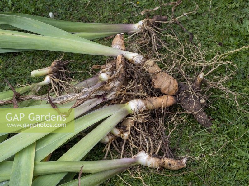 Soulever et diviser les rhizomes de l'iris barbu