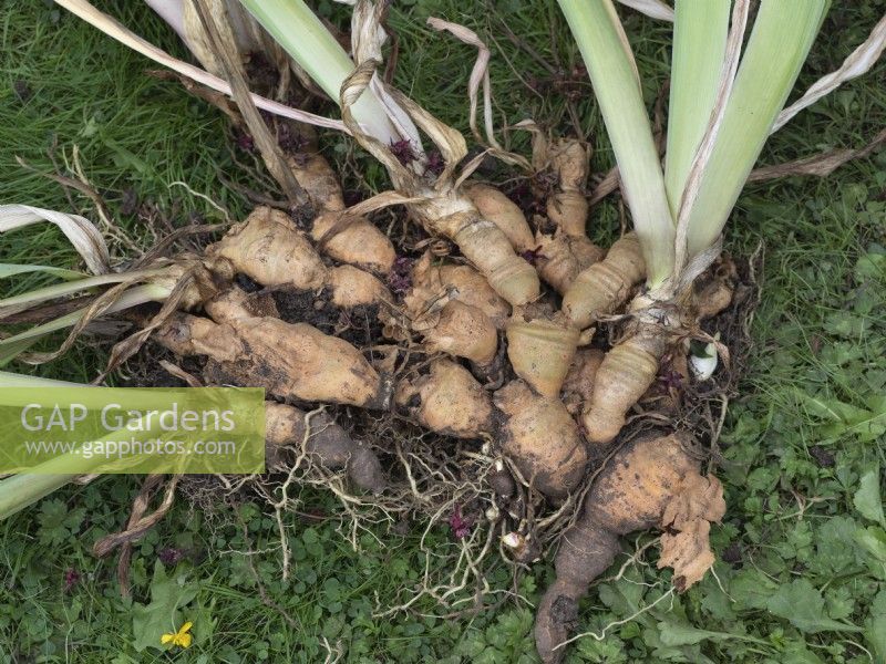 Soulevez et divisez les rhizomes de l'iris barbu - touffe levée montrant de vieux rhizomes épuisés avec de nouvelles pousses latérales