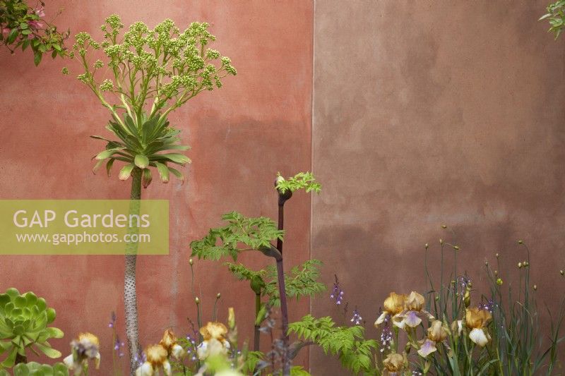 Le jardin des paysages nourrissants. Créatrice : Sarah Price. Un jardin utilisant des matériaux bas carbone. Murs peints avec une peinture végétale. Aeonium entrant en fleur. Peut. Été.
