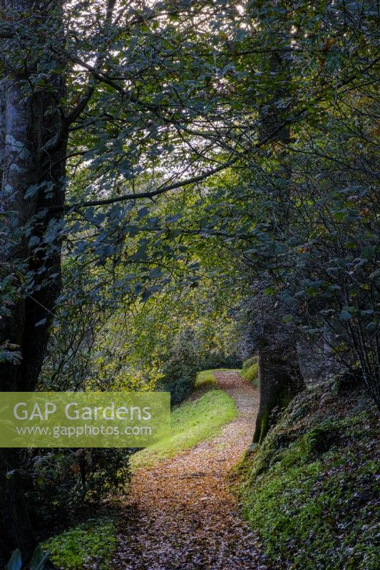 Jardin boisé d'automne avec chemin menant à travers