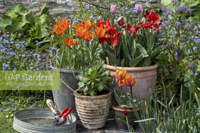 Pots printaniers avec Tulipa 'Princesse Irène', 'Ballerine' et Aeoniums