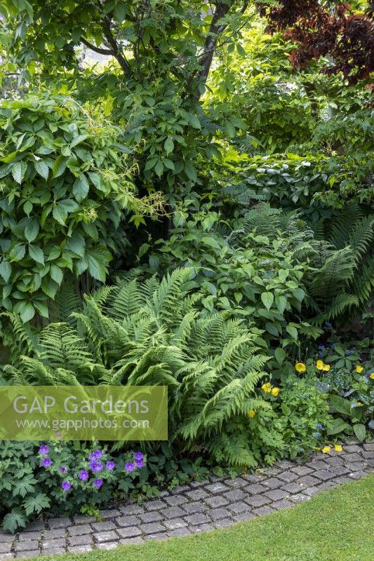 Allée de jardin boisée avec lierre de Boston, géranium 'Brookside', fougère à feuilles caduques (Matteuccia struthiopteris), Cornus stolonifera 'Flaviramea' et coquelicots gallois auto-ensemencés.