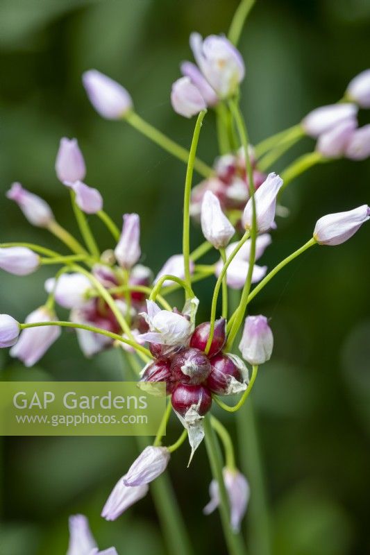Petit Allium roseum blanc auto-ensemencé, Ail rosé