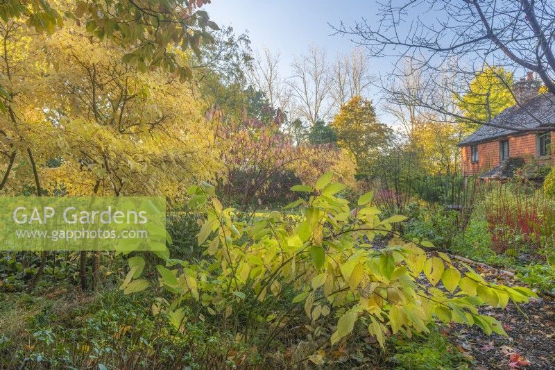 Vue sur les arbres et arbustes à feuilles caduques dans un jardin informel de chalet en automne - novembre