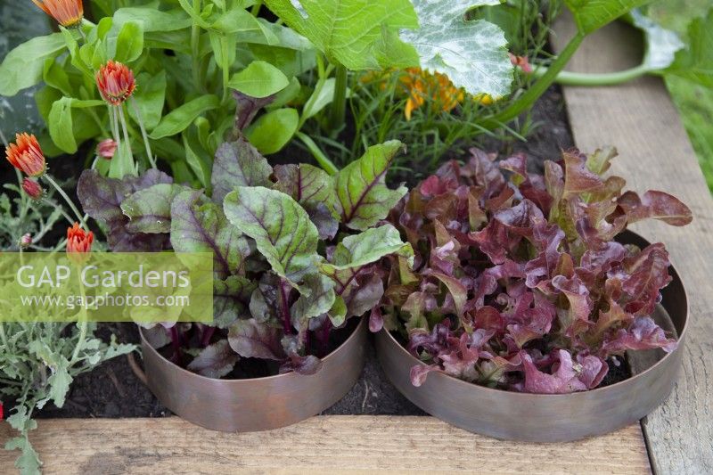 Salades de légumes dans 'Enveloppé dans la nature' - Magnifiques parterres de fleurs - BBC Gardener's World Live 2018