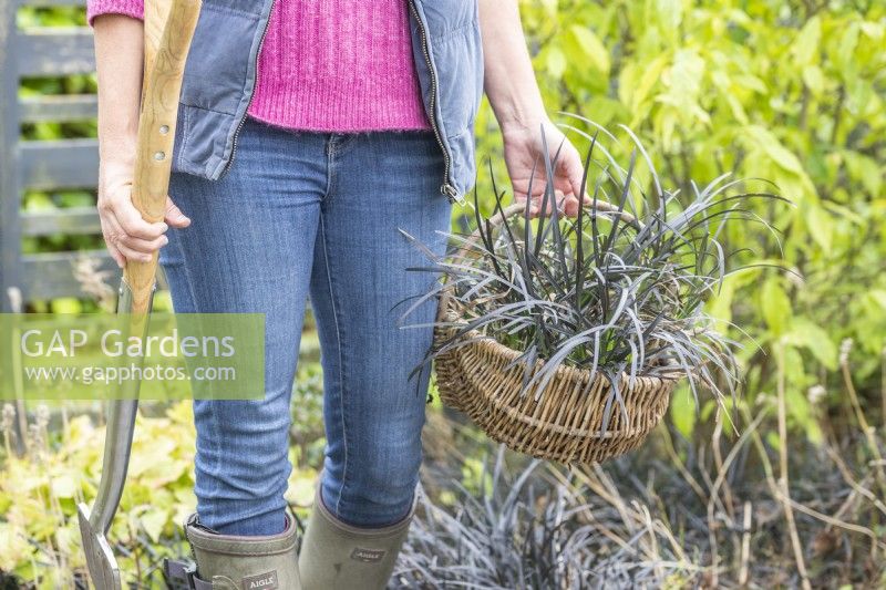 Woman carrying wicker basket full of Ophiopogon planiscapus - Black Mondo Grass