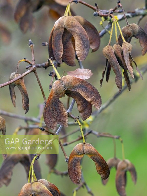Acer griseum - Graines d'érable à écorce de papier en automne novembre