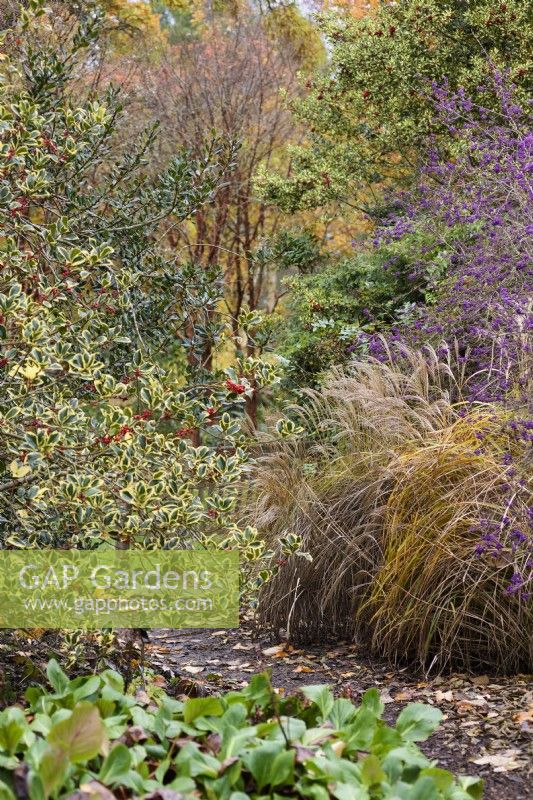 Allée entre parterres de fleurs avec Callicarpa giraldii à baies violettes, Ilex aquifolium 'Madame Briot' et miscanthus en novembre