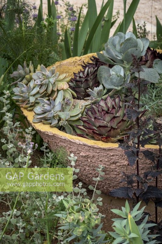 Shallow terracotta pot with Sempervivum and Echeveria succulents