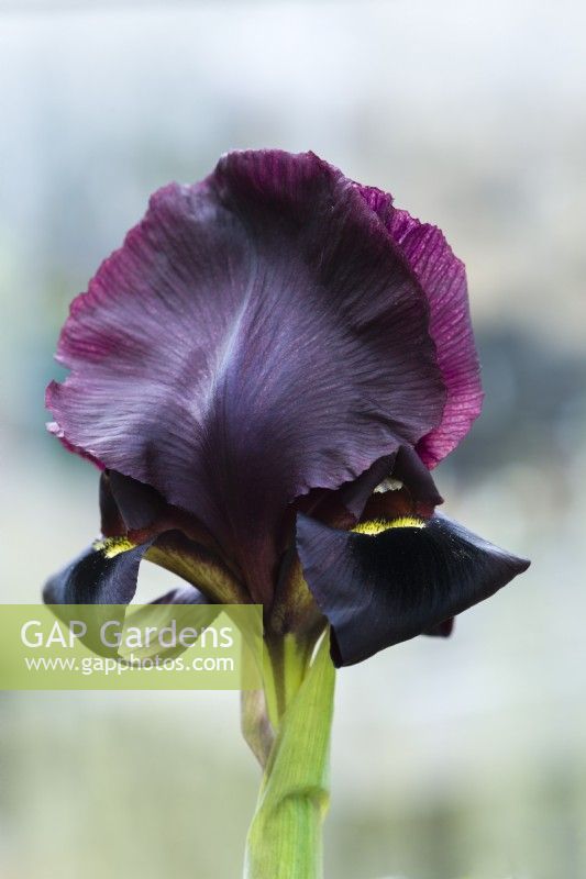 Iris atropurpurea - Iris côtier. Gros plan de fleur en culture. Iris rare originaire d'Israël et de Palestine. Mars.