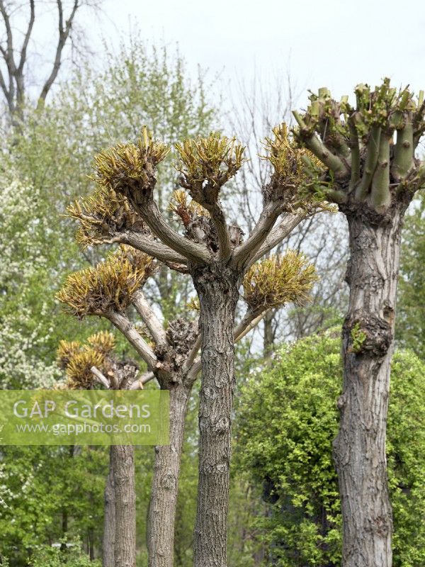 Taille de Salix babylonica, printemps mai